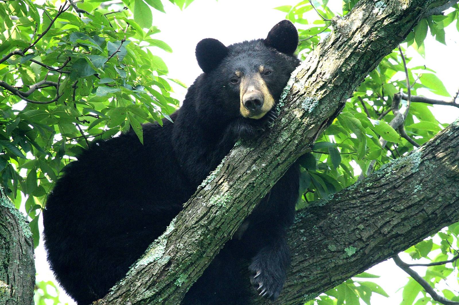 An American black bear in a tree. Grants announced Sept. 29 aim to keep bears wild by locking away the human food that draws them into Colorado towns.