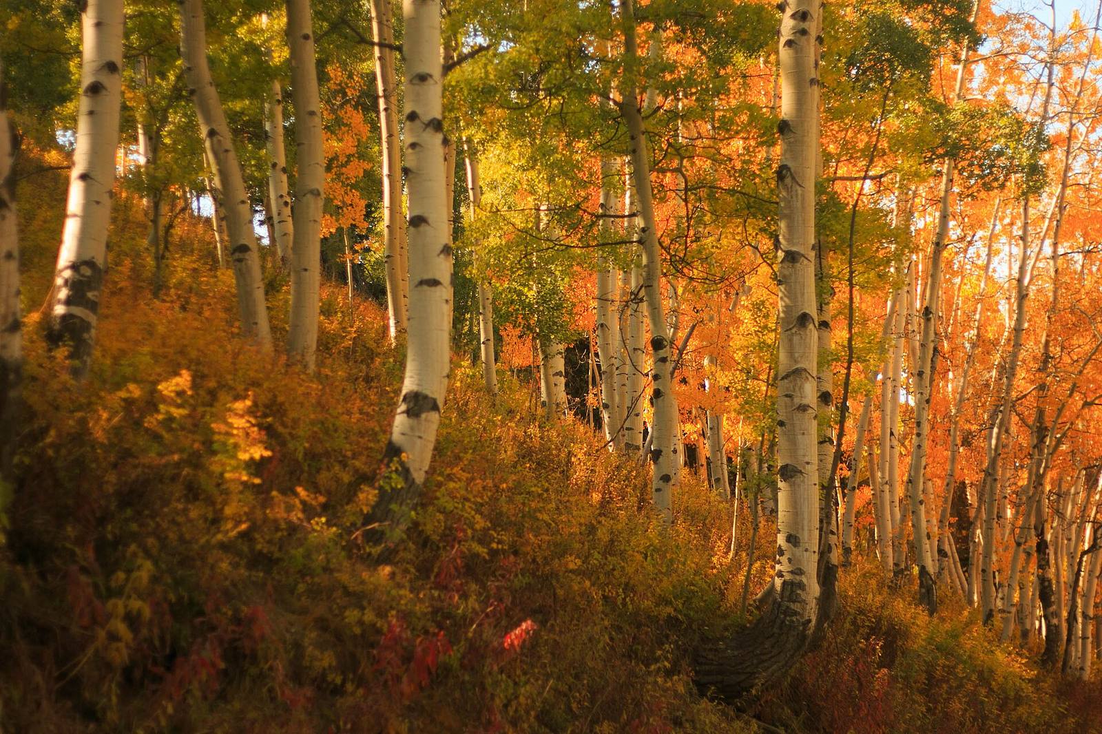 Aspen trees in fall color in Colorado. Rain and wind this week could strip leaves in some areas, a factor for leaf-peepers.