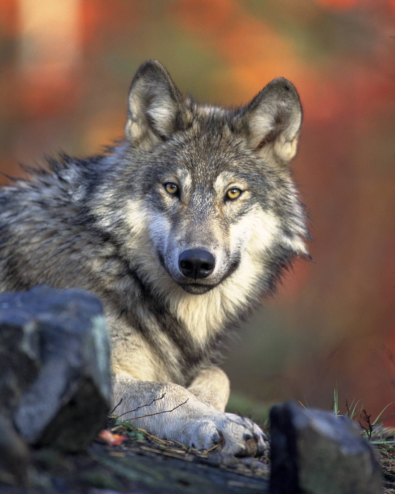 A gray wolf at rest. Colorado's reintroduced wolves are northern gray wolves captured in Oregon and British Columbia; this is a representative image, not one of the state's reintroduced animals.