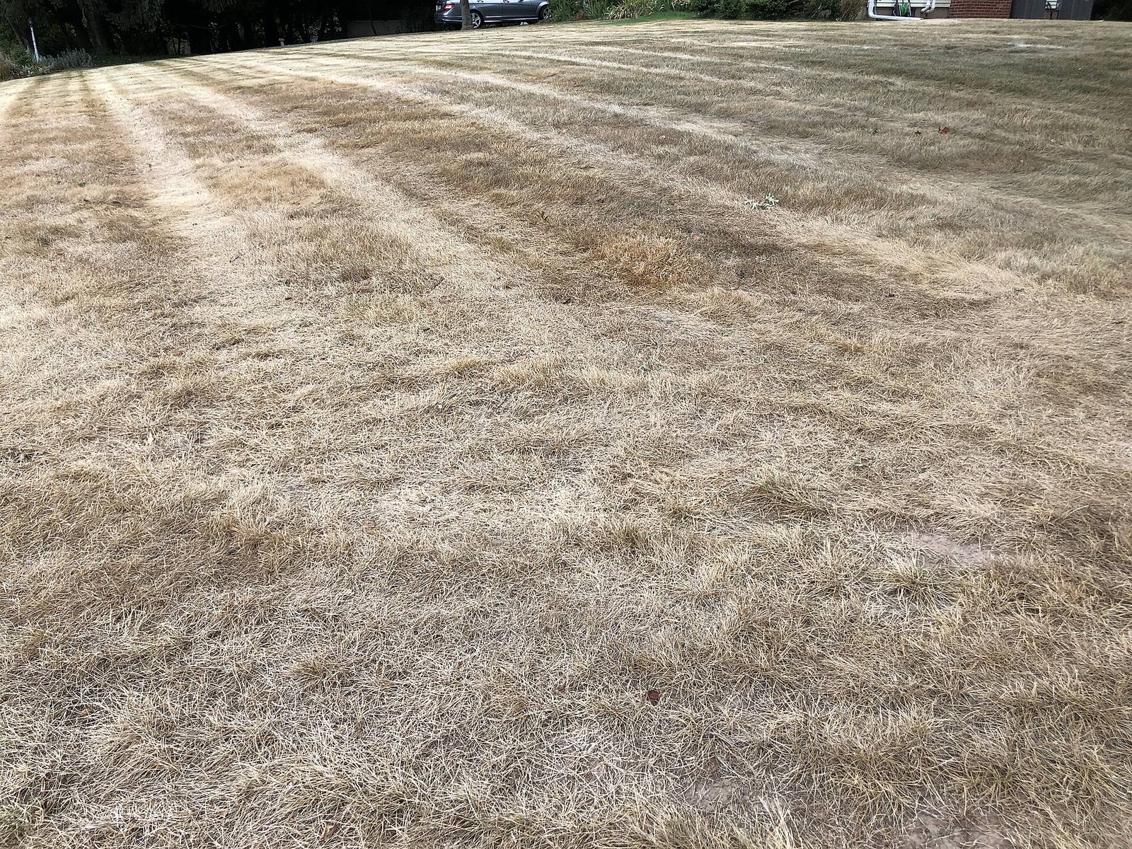 A brown, dormant lawn in Ewing Township, New Jersey, after an extended stretch of hot, dry weather. Denver Water says yards should be allowed to go dormant in October, when the metro area's first frost typically arrives.